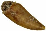 Serrated, Raptor Tooth - Real Dinosaur Tooth #296161-1
